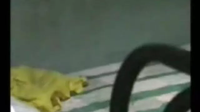 सुंदर मुर्गा मालिश वह चट्टानों एक्स एक्स एक्स सेक्सी मूवी एचडी