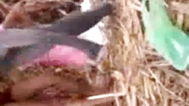 मैक्_अलीस्टाइल_रे02 सेक्सी फिल्म एचडी मूवी