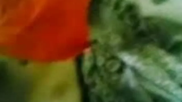 एशियाई blowjob creampie के साथ फुल एचडी सेक्सी फिल्म वीडियो में